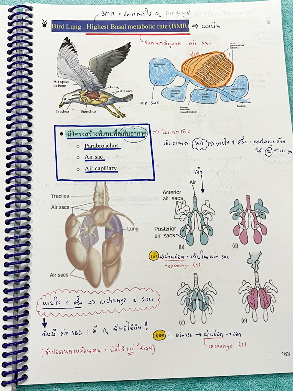 ►หมอพิชญ์ Biobeam◄ หนังสือเรียนวิชาชีววิทยาคอร์ส ICU ไอซียู ครบเซ็ท 8 เล่ม สรุปเนื้อหาระดับชั้น ม.ปลาย ทั้งหมด เนื้อหาครอบคลุมระดับชั้น ม.4-5-6 เพื่อเตรียมตัวสอบเข้ามหาวิทยาลัย สอบแพทย์ กสพท. มีโจทย์และโจทย์ข้อสอบจริงประจำบท ในหนังสือเล่ม 1-5 จดครบเกือบทั