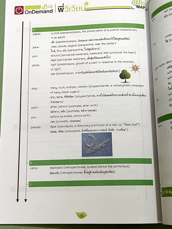 ►ออนดีมานด์◄ พี่วิเวียน หนังสือกวดวิชาคอร์สรากศัพท์ชีววิทยา ม.ปลาย ในหนังสือมีสรุปเนื้อหาสมบูรณ์ มีแยกหมวดคำศัพท์ทางชีววิทยาแบ่งออกเป็น Prefix , Suffix และ Root แบบฝึกหัดไม่มีจด และไม่มีเฉลย มี Update ข้อสอบด้านหลัง หนังสือพิมพ์สีทั้งเล่ม หนังสือหนาเพียงแ