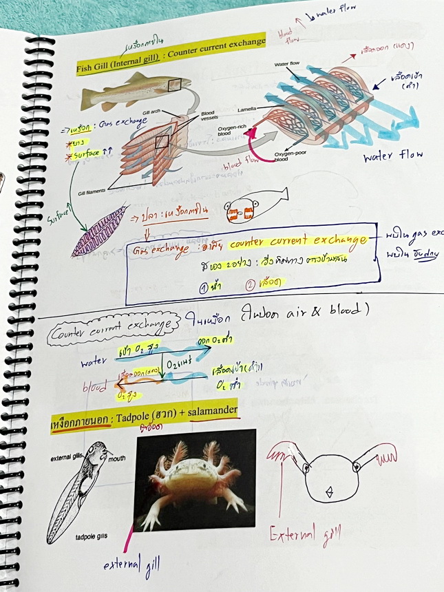 ►หมอพิชญ์ Biobeam◄ หนังสือเรียนชีววิทยาคอร์ส ICU ไอซียู ครบเซ็ท 8 เล่ม พร้อมไฟล์จดเนื้อหาครบทั้งเซ็ทแบบละเอียดมากครบทั้ง 8 เล่ม และไฟล์ชีทเสริม ในหนังสือจดครบเกือบทั้งเล่ม จดละเอียด มีวาดภาพประกอบเนื้อหาเยอะมาก มีโจทย์แบบทดสอบประจำบท มีจดเฉลยครบเกือบทั้งห