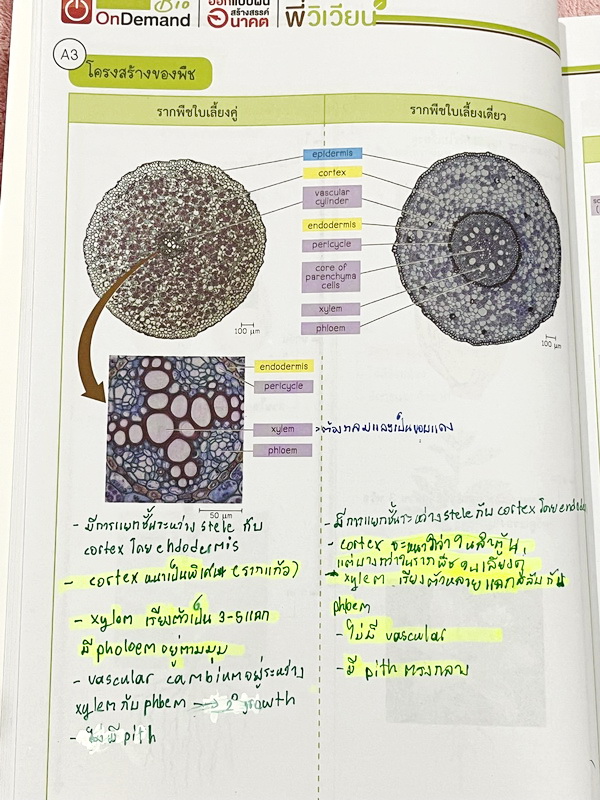 ►ออนดีมานด์◄ Set หนังสือเรียนพิเศษ + ไฟล์เฉลย วิชาวิทยาศาสตร์ ม.ต้น ชีววิทยาพี่วิเวียน เล่ม 1-8 ครบเซ็ท 8 เล่ม ครอบคลุมเนื้อหาตั้งแต่ระดับชั้นม.ต้น ม.1-2-3 เนื้อหายากลึกถึงสอบเข้า ม.4 โรงเรียนดัง จดบางหน้า จดละเอียด มีจดเทคนิคลัดการทำโจทย์ หนังสือพิมพ์สีใ