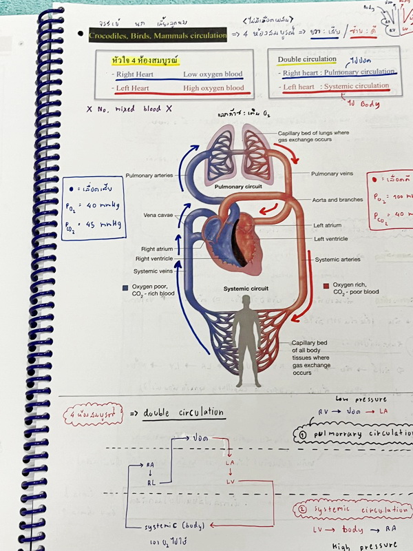 ►หมอพิชญ์ Biobeam◄ หนังสือเรียนวิชาชีววิทยาคอร์ส ICU ไอซียู ครบเซ็ท 8 เล่ม สรุปเนื้อหาระดับชั้น ม.ปลาย ทั้งหมด เนื้อหาครอบคลุมระดับชั้น ม.4-5-6 เพื่อเตรียมตัวสอบเข้ามหาวิทยาลัย สอบแพทย์ กสพท. มีโจทย์และโจทย์ข้อสอบจริงประจำบท ในหนังสือเล่ม 1-5 จดครบเกือบทั