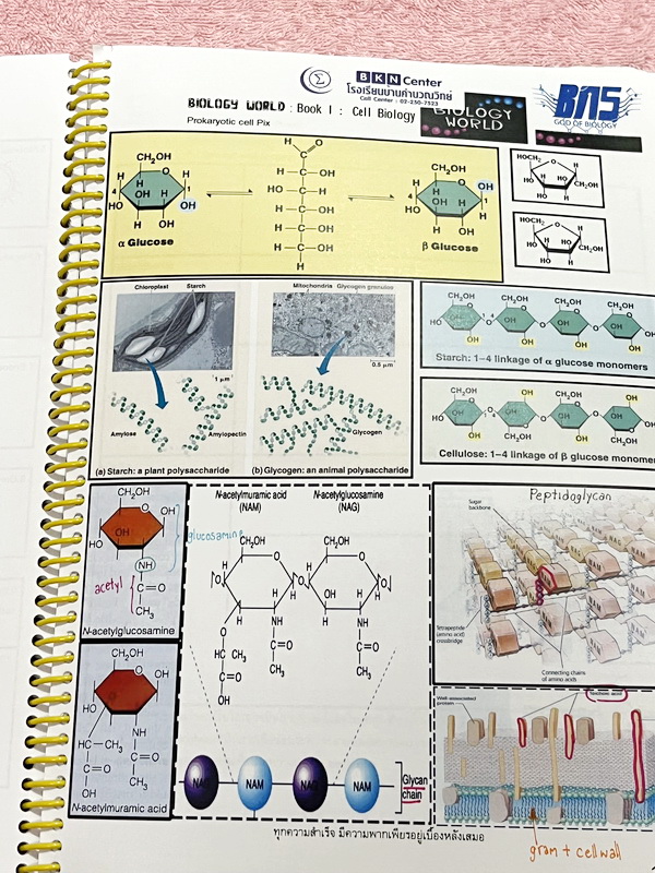 ►ครูบาส◄ หนังสือเรียนพิเศษ Basic Bio M.4 ในหนังสือมีสรุปเนื้อหาและตัวอย่างข้อสอบ จดครบเกือบทั้งเล่ม จดละเอียดด้วยปากกาสี ลายมือจดน้องผู้หญิงเป็นระเบียบเรียบร้อย ตั้งใจเรียน หนังสือพิมพ์สีสวยงามทั้งเล่ม หนังสือใส่ปกสันเกลียว เปิดอ่านง่าย