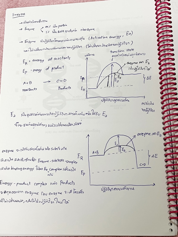 ►อ.หมูแดง◄ ชีววิทยาอาจารย์หมูแดง ชีววิทยา ม.4 เทอม 2 หลักสูตรเตรียมอุดม จดบางหน้า จดละเอียด เนื้อหาตีพิมพ์สมบูรณ์ทั้งเล่ม หนังสือใส่ปกสันเกลียว เปิดอ่านง่าย หนังสือเล่มหนาใหญ่