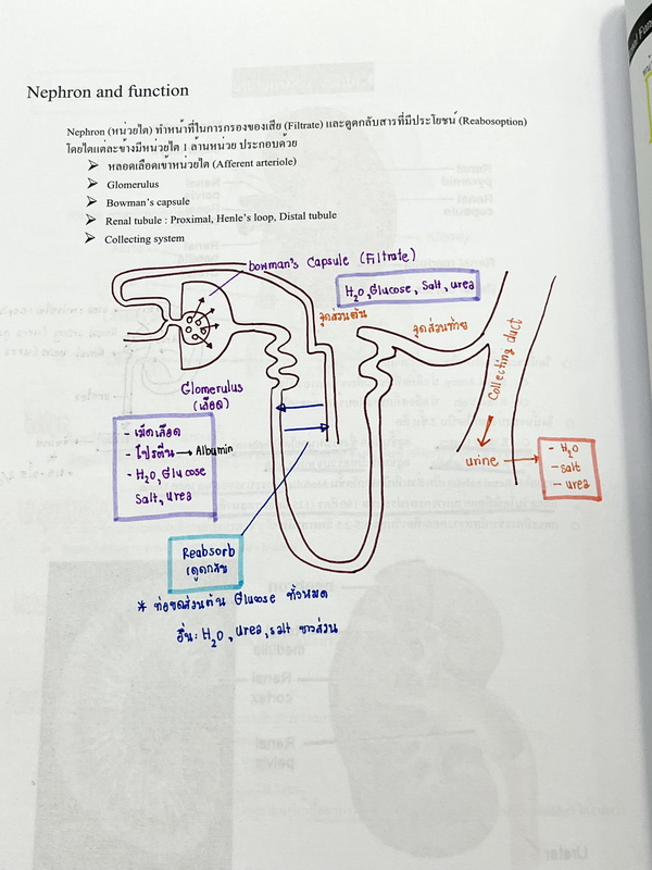 ►หนังสือเรียนชีวะ ม.ต้น◄ หนังสือกวดวิชาหมอพิชญ์ไบโอบีม Fundamental Biology ชีววิทยา ม.ต้น Biobeam สรุปเนื้อหาทุกบทในวิชาวิทยาศาสตร์ชีววิทยาระดับชั้นมัธยมศึกษาตอนต้น เนื้อหายากลึกถึงสอบเข้า ม.4 ร.ร.ดัง จดครบเกือบทั้งเล่ม จดด้วยดินสอและปากกาสีสวยงาม มีวาดรู