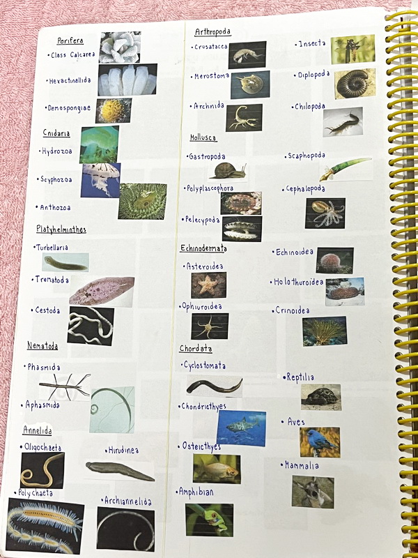 ►ครูบาส◄ หนังสือเรียนพิเศษ Basic Bio M.4 ในหนังสือมีสรุปเนื้อหาและตัวอย่างข้อสอบ จดครบเกือบทั้งเล่ม จดละเอียดด้วยปากกาสี ลายมือจดน้องผู้หญิงเป็นระเบียบเรียบร้อย ตั้งใจเรียน หนังสือพิมพ์สีสวยงามทั้งเล่ม หนังสือใส่ปกสันเกลียว เปิดอ่านง่าย