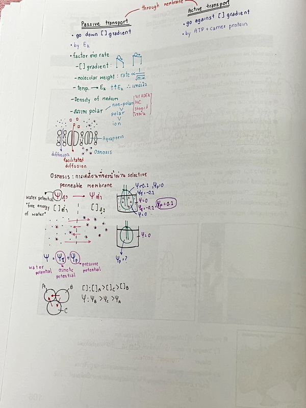 ►ครูบาส◄ หนังสือเรียนพิเศษ Basic Bio M.4 ในหนังสือมีสรุปเนื้อหาและตัวอย่างข้อสอบ จดครบเกือบทั้งเล่ม จดละเอียดด้วยปากกาสี ลายมือจดน้องผู้หญิงเป็นระเบียบเรียบร้อย ตั้งใจเรียน หนังสือพิมพ์สีสวยงามทั้งเล่ม หนังสือใส่ปกสันเกลียว เปิดอ่านง่าย