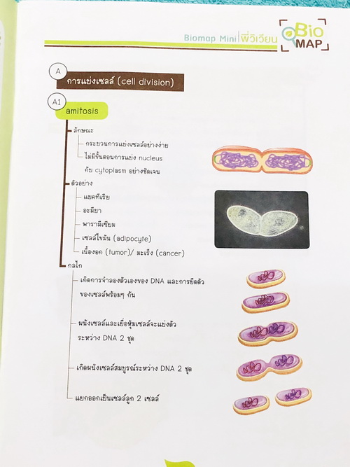 ►Bio Map Mini◄ ออนดีมานด์ พี่วิเวียน สรุปชีววิทยาฉบับพกพา มีสรุปเนื้อหาสำคัญ หนังสือพิมพ์สีทั้งเล่ม มีลำดับหัวข้อที่ชอบออกสอบบ่อยๆในข้อสอบ PAT2 มีเทคนิคลัดเยอะมาก หนังสือตีพิมพ์สมบูรณ์ทั้งเล่ม ในหนังสือมีเขียนเล็กน้อย