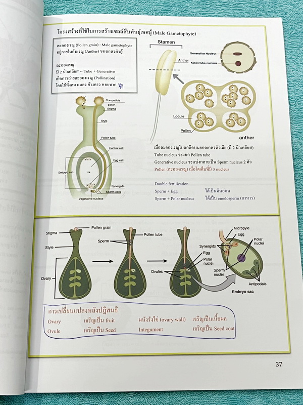 ►หนังสือเรียนชีวะ ม.ต้น◄ หนังสือกวดวิชาหมอพิชญ์ไบโอบีม Fundamental Coma สรุปเนื้อหาของชีวะ ม.ต้นแบบกระชับสั้นๆทั้งหมดในเล่มเดียว เนื้อหายากลึกถึงเตรียมตัวสอบเข้า ม.4 โรงเรียนดัง จดครบเกือบทั้งเล่ม จดละเอียด หนังสือพิมพ์สีสวยงามเกือบทั้งเล่ม