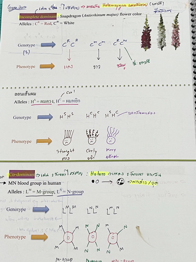 ►หมอพิชญ์ Biobeam◄ หนังสือเรียนชีววิทยาคอร์ส ICU ไอซียู ครบเซ็ท 8 เล่ม พร้อมไฟล์จดเนื้อหาครบทั้งเซ็ทแบบละเอียดมากครบทั้ง 8 เล่ม และไฟล์ชีทเสริม ในหนังสือจดครบเกือบทั้งเล่ม จดละเอียด มีวาดภาพประกอบเนื้อหาเยอะมาก มีโจทย์แบบทดสอบประจำบท มีจดเฉลยครบเกือบทั้งห