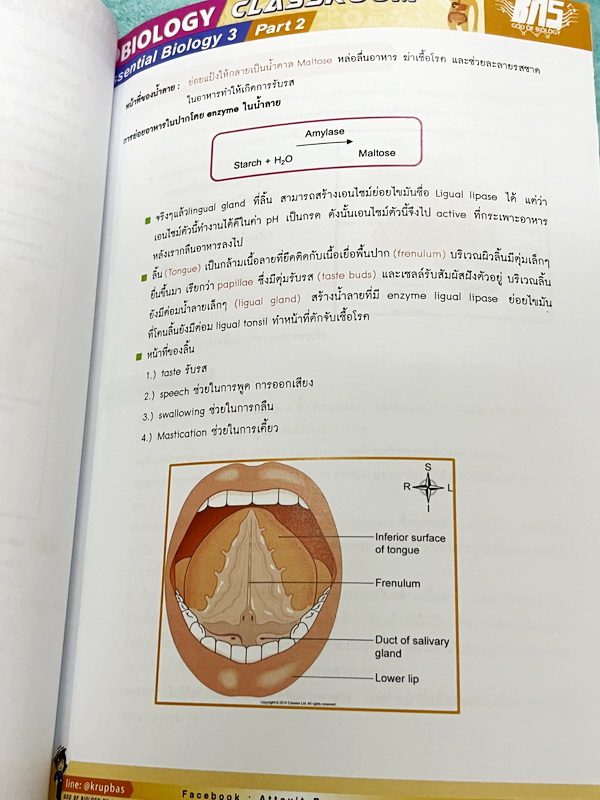 ►ครูบาส◄ หนังสือกวดวิชาชีววิทยา Essential Biology 3 เล่ม1+2 หัวข้อ Human Body System มีสรุปเนื้อหา และรวมโจทย์ข้อสอบแข่งขันประจำบท หนังสือมีเขียนเล็กน้อย ไม่มีเฉลย หนังสือสภาพแทบใหม่เอี่ยม หนังสือพิมพ์สีสวยงามน่าอ่าน