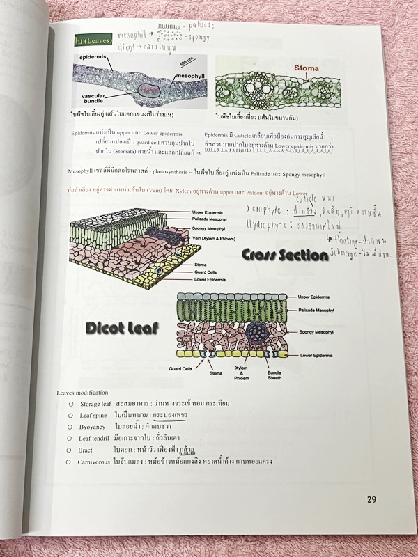 ►ชีววิทยา ม.ต้น◄ หนังสือกวดวิชาหมอพิชญ์ไบโอบีม Fundamental Coma สรุปเนื้อหาของชีวะ ม.ต้นแบบกระชับสั้นๆทั้งหมดในเล่มเดียว เนื้อหายากลึกถึงเตรียมตัวสอบเข้า ม.4 โรงเรียนดัง จดครบเกือบทั้งเล่ม จดละเอียด หนังสือพิมพ์สีสวยงามเกือบทั้งเล่ม ลายมือจดโดยน้องผู้หญิง