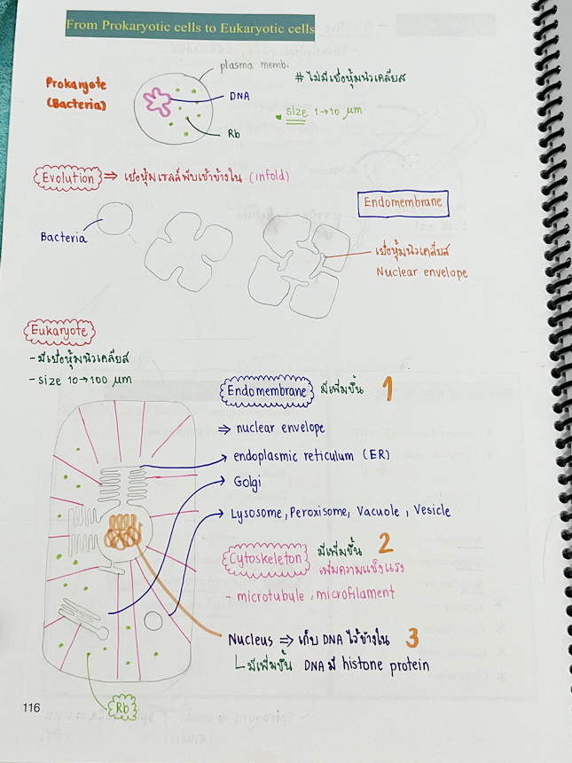 ►หมอพิชญ์ Biobeam◄ หนังสือเรียนชีววิทยา คอร์ส ICU ไอซียู ครบเซ็ท 8 เล่ม พร้อมไฟล์จดเนื้อหาครบทั้งเซ็ทแบบละเอียดมากครบทั้ง 8 เล่ม และไฟล์ชีทเสริม ในหนังสือจดครบเกือบทั้งเล่ม จดละเอียด มีวาดภาพประกอบเนื้อหาเยอะมาก แบบฝึกหัดประจำบทมีจดเฉลยบางข้อ เฉพาะเล่ม 8