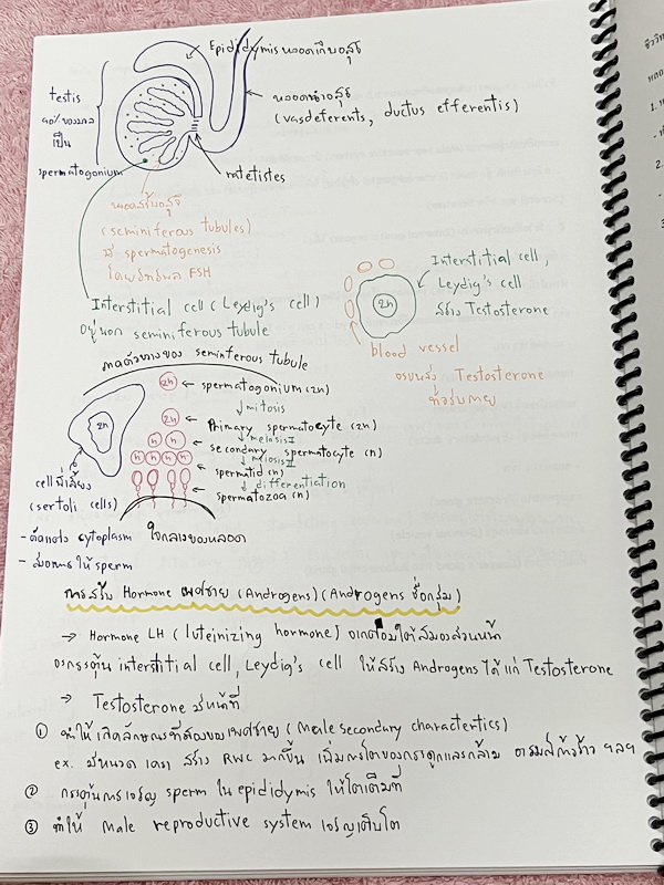 ►อ.หมูแดง◄ BIO 5120 หนังสือกวดวิชาชีววิทยา อ.หมูแดง ม.5 เทอม 2 หลักสูตรเตรียมอุดม จดครบเกือบทั้งเล่ม จดละเอียดมาก มีวาดภาพประกอบเนื้อหาหลายหน้า หนังสือพิมพ์สีสวยงาม หนังสือใส่ปกสันเกลียว เปิดอ่านง่าย