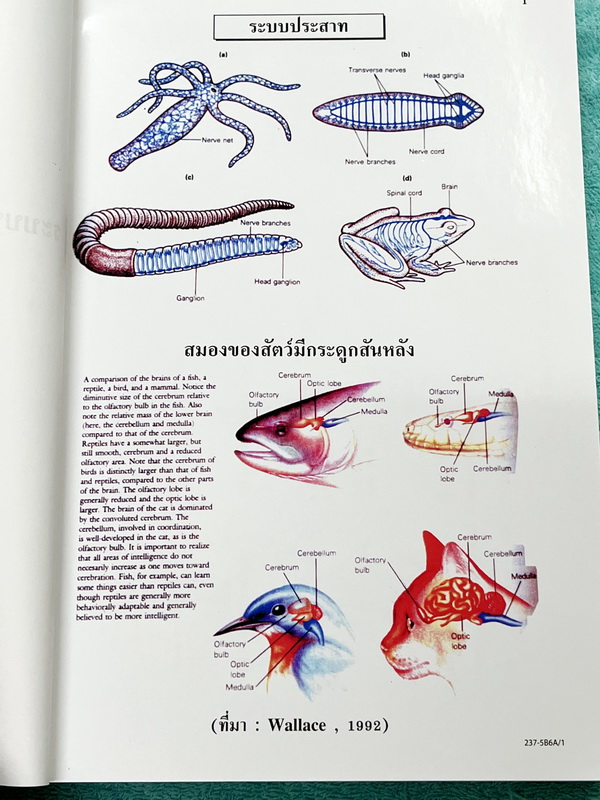 ►ยูเรก้า◄ Eureka หนังสือกวดวิชา อ.เอกฤทธิ์ ชีววิทยา ม.5 หลักสูตร B มีสรุปเนื้อหา โจทย์แบบฝึกหัดประจำบท ในหนังสือมีเขียนเล็กน้อย เนื้อหาตีพิมพ์สมบูรณ์ทุกบท ด้านหลังมีเฉลยของอาจารย์ และมีคำอธิบายเฉลยละเอียดบางข้อ หนังสือเล่มหนาใหญ่