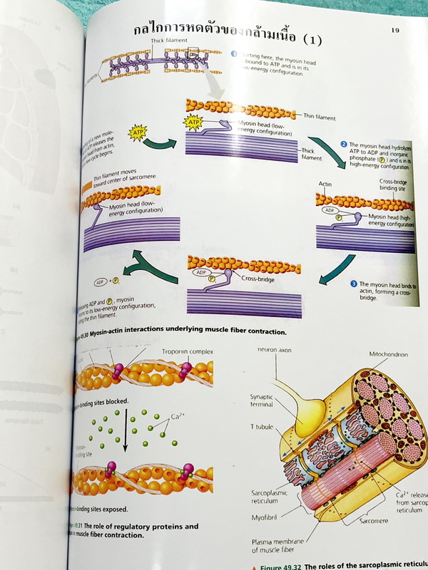 ►ยูเรก้า◄ Eureka หนังสือกวดวิชา อ.เอกฤทธิ์ ชีววิทยา ม.5 หลักสูตร B มีสรุปเนื้อหา โจทย์แบบฝึกหัดประจำบท ในหนังสือมีเขียนเล็กน้อย เนื้อหาตีพิมพ์สมบูรณ์ทุกบท ด้านหลังมีเฉลยของอาจารย์ และมีคำอธิบายเฉลยละเอียดบางข้อ หนังสือเล่มหนาใหญ่