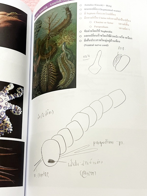 ►ชีววิทยา ม.ต้น◄ หนังสือกวดวิชาหมอพิชญ์ไบโอบีม Fundamental Biology ชีววิทยา ม.ต้น Biobeam สรุปเนื้อหาทุกบทในวิชาวิทยาศาสตร์ชีววิทยา ระดับชั้นมัธยมศึกษาตอนต้น ม.1-2-3 เนื้อหายากลึกถึงสอบเข้า ม.4 ร.ร.ดัง ในหนังสือจดครบเกือบทั้งเล่ม จดละเอียด มีวาดภาพประกอบเ