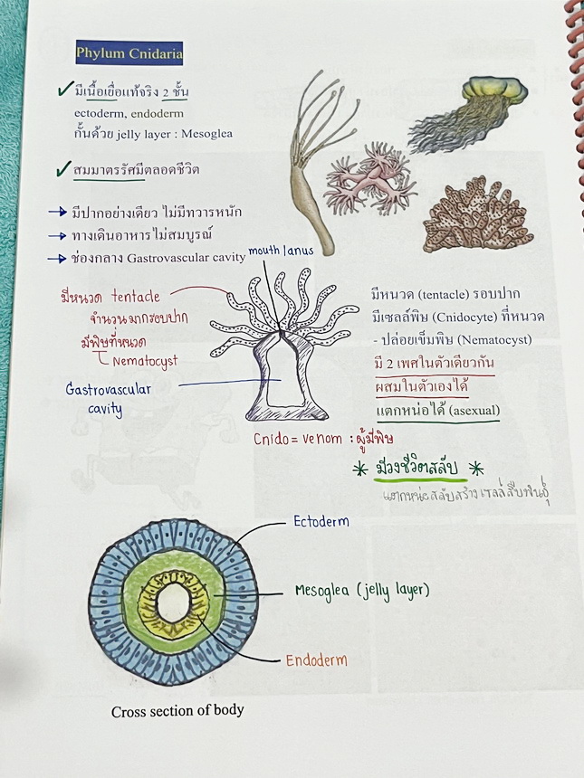 ►หมอพิชญ์ Biobeam◄ หนังสือเรียนชีววิทยา คอร์ส ICU ไอซียู ครบเซ็ท 8 เล่ม พร้อมไฟล์จดเนื้อหาครบทั้งเซ็ทแบบละเอียดมากครบทั้ง 8 เล่ม และไฟล์ชีทเสริม ในหนังสือจดครบเกือบทั้งเล่ม จดละเอียด มีวาดภาพประกอบเนื้อหาเยอะมาก แบบฝึกหัดประจำบทมีจดเฉลยบางข้อ เฉพาะเล่ม 8