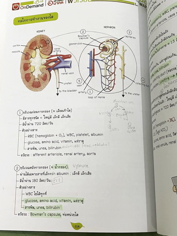 ►สอบเข้ากำเนิดวิทย์,มหิดล,เตรียมอุดม◄ หนังสือกวดวิชาออนดีมานด์ พี่วิเวียน ติวเข้มเนื้อหาชีววิทยา สอบเข้าเตรียมอุดม มหิดล กำเนิดวิทย์ และโรงเรียนแข่งขันสูง มีสรุปเนื้อหาและโจทย์แบบฝึกหัดประจำบท เนื้อหาตีพิมพ์สมบูรณ์ โจทย์มีความยากระดับ Advanced เหมาะสำหรับ