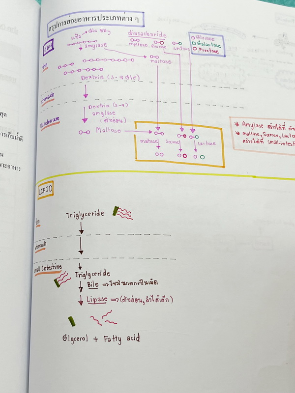 ►หนังสือเรียนชีวะ ม.ต้น◄ หนังสือกวดวิชาหมอพิชญ์ไบโอบีม Fundamental Biology ชีววิทยา ม.ต้น Biobeam สรุปเนื้อหาทุกบทในวิชาวิทยาศาสตร์ชีววิทยาระดับชั้นมัธยมศึกษาตอนต้น เนื้อหายากลึกถึงสอบเข้า ม.4 ร.ร.ดัง จดครบเกือบทั้งเล่ม จดด้วยดินสอและปากกาสีสวยงาม มีวาดรู