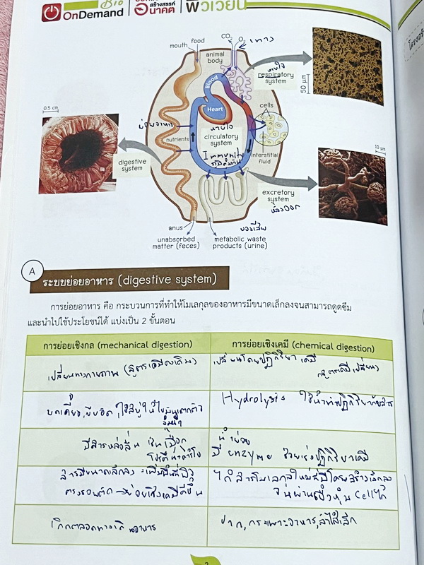 ►ออนดีมานด์◄ Set หนังสือเรียนพิเศษ + ไฟล์เฉลย วิชาวิทยาศาสตร์ ม.ต้น ชีววิทยาพี่วิเวียน เล่ม 1-8 ครบเซ็ท 8 เล่ม ครอบคลุมเนื้อหาตั้งแต่ระดับชั้นม.ต้น ม.1-2-3 เนื้อหายากลึกถึงสอบเข้า ม.4 โรงเรียนดัง จดบางหน้า จดละเอียด มีจดเทคนิคลัดการทำโจทย์ หนังสือพิมพ์สีใ