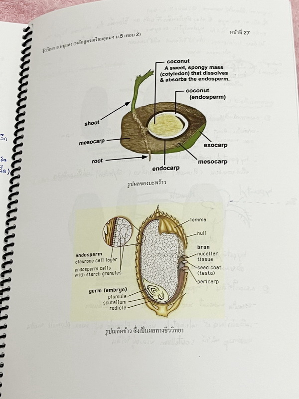 ►อ.หมูแดง◄ BIO 5120 หนังสือกวดวิชาชีววิทยา อ.หมูแดง ม.5 เทอม 2 หลักสูตรเตรียมอุดม จดครบเกือบทั้งเล่ม จดละเอียดมาก มีวาดภาพประกอบเนื้อหาหลายหน้า หนังสือพิมพ์สีสวยงาม หนังสือใส่ปกสันเกลียว เปิดอ่านง่าย