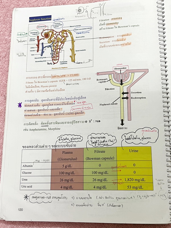 ►หมอพิชญ์ Biobeam◄ Set หนังสือคอร์ส Coma 2 เล่ม ประกอบด้วยเล่มสรุปเนื้อหาและเล่ม Quiz ตะลุยโจทย์ - เล่มสรุปเนื้อหา มีสรุปชีววิทยาระดับชั้น ม.ปลายทั้งหมด เพื่อเตรียมตัวสอบเข้ามหาวิทยาลัย เนื้อหาตีพิมพ์สมบูรณ์ทั้งเล่ม จดครบเกือบทั้งเล่ม จดละเอียด หนังสือพิม