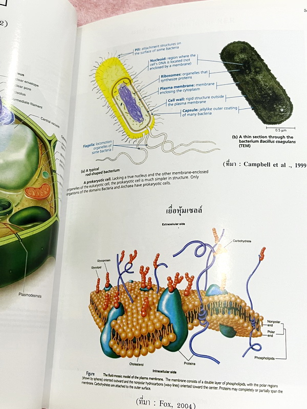 ►Eureka◄ หนังสือกวดวิชาชีววิทยา ม.ปลาย อ.เอกฤทธิ์ ยูเรก้า + สมุดโน้ตในคอร์สเรียน 1 เล่ม ในหนังสือเน้นภาพสี กราฟ ตาราง และแผนภาพเกี่ยวกับวิชาชีววิทยาในระดับชั้น ม.ปลายรวมทุกบท ส่วนใหญ่ใช้ภาษาอังกฤษ และภาษาละตินประกอบคำอธิบาย หนังสือเล่มหนาใหญ่ มีน้ำหนัก พิ