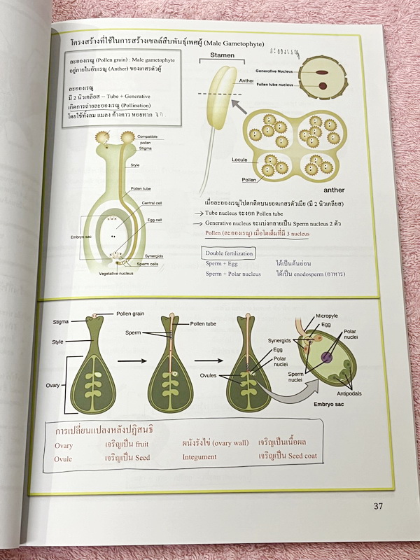 ►ชีววิทยา ม.ต้น◄ หนังสือกวดวิชาหมอพิชญ์ไบโอบีม Fundamental Coma สรุปเนื้อหาของชีวะ ม.ต้นแบบกระชับสั้นๆทั้งหมดในเล่มเดียว เนื้อหายากลึกถึงเตรียมตัวสอบเข้า ม.4 โรงเรียนดัง จดครบเกือบทั้งเล่ม จดละเอียด หนังสือพิมพ์สีสวยงามเกือบทั้งเล่ม ลายมือจดโดยน้องผู้หญิง
