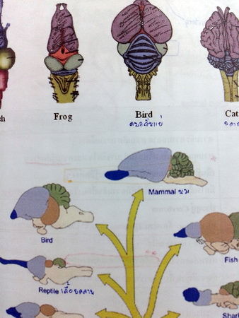 หนังสือหมอพิชญ์ไบโอบีม Basic Biology (OPD) Vol.3 : Human body 2