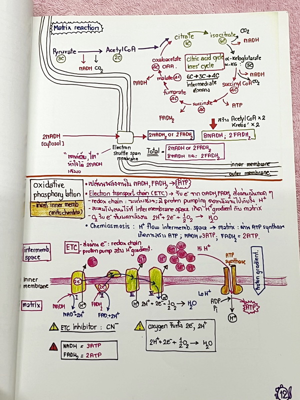 ►หมอพิชญ์ Biobeam◄ Art Beam Shortnote อาร์ทบีม หมอพิชญ์ไบโอบีม หนังสือสรุปเนื้อหาวิชาชีววิทยาทั้งหมดในระดับชั้น ม.ปลาย ทั้งเล่มเขียนด้วยลายมือของหมอพิชญ์ // อาจารย์ลงมือเขียนและวาดรูปเองทุกหน้า หนังสือมีสภาพยับเล็กน้อย หนังสือพิมพ์สีสวยงาม ใช้กระดาษอาร์ทม