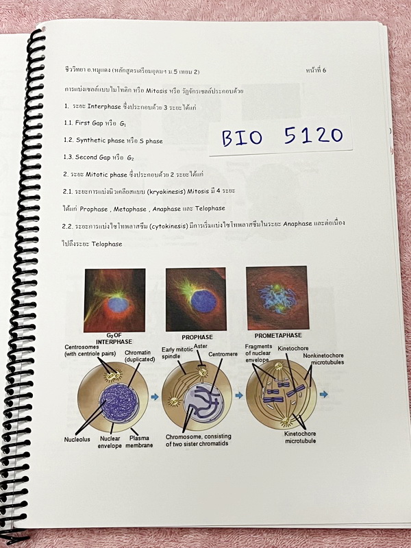 ►อ.หมูแดง◄ BIO 5120 หนังสือกวดวิชาชีววิทยา อ.หมูแดง ม.5 เทอม 2 หลักสูตรเตรียมอุดม จดครบเกือบทั้งเล่ม จดละเอียดมาก มีวาดภาพประกอบเนื้อหาหลายหน้า หนังสือพิมพ์สีสวยงาม หนังสือใส่ปกสันเกลียว เปิดอ่านง่าย