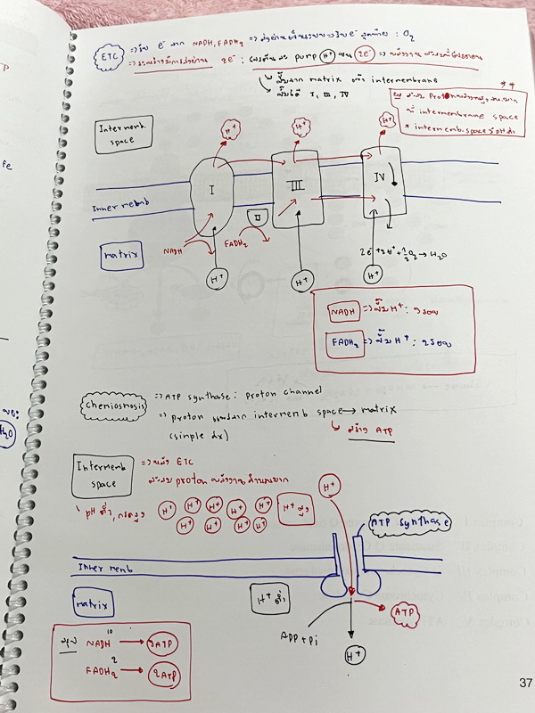 ►หมอพิชญ์ Biobeam◄ หนังสือเรียนชีววิทยา คอร์ส ICU ไอซียู ครบเซ็ท 8 เล่ม พร้อมไฟล์จดเนื้อหาครบทั้งเซ็ทแบบละเอียดมากครบทั้ง 8 เล่ม และไฟล์ชีทเสริม ในหนังสือเล่ม 1-3 มีจดบางหน้า จดละเอียด เล่ม 4-8 มีจดเล็กน้อย แบบฝึกหัดประจำบทมีจดเฉลยบางข้อ ส่วนข้อที่ไม่ได้จ