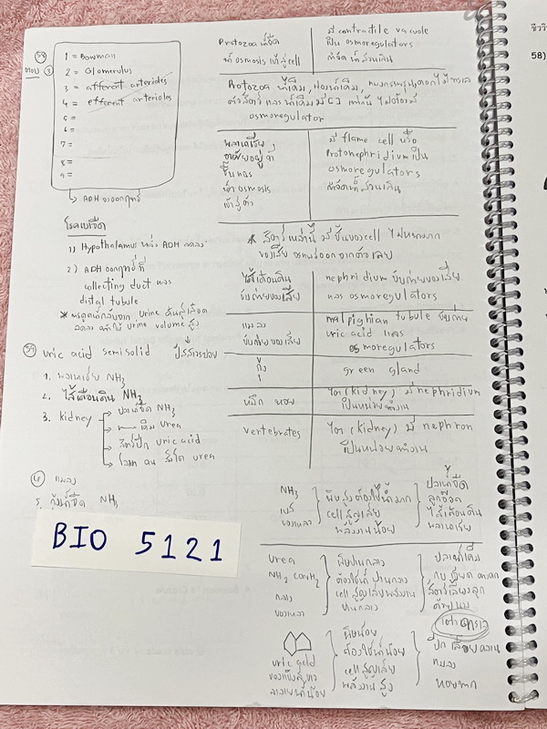 ►อ.หมูแดง◄ BIO 5121 หนังสือกวดวิชาชีววิทยา อ.หมูแดง ชีววิทยาเพื่อสอบเข้าแพทย์ กสพท. และสอบเข้ามหาวิทยาลัย Series 2 จดครบเกือบทั้งเล่ม มีวาดภาพประกอบเนื้อหาหลายหน้า มีจดเฉลยในกระดาษฝั่งซ้ายของหนังสือ จดละเอียด หนังสือใส่ปกสันเกลียว เปิดอ่านง่าย