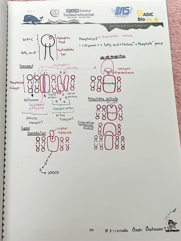 ►ครูบาส◄ หนังสือเรียนพิเศษ Basic Bio M.4 ในหนังสือมีสรุปเนื้อหาและตัวอย่างข้อสอบ จดครบเกือบทั้งเล่ม จดละเอียดด้วยปากกาสี ลายมือจดน้องผู้หญิงเป็นระเบียบเรียบร้อย ตั้งใจเรียน หนังสือพิมพ์สีสวยงามทั้งเล่ม หนังสือใส่ปกสันเกลียว เปิดอ่านง่าย