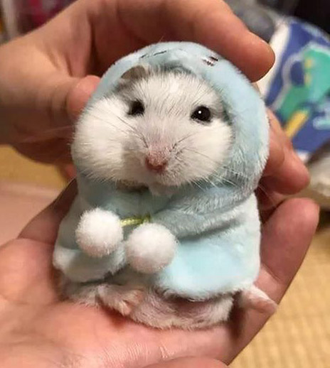 Sumikko Gurashi - Okigae Sumikko: Tokage Co-de