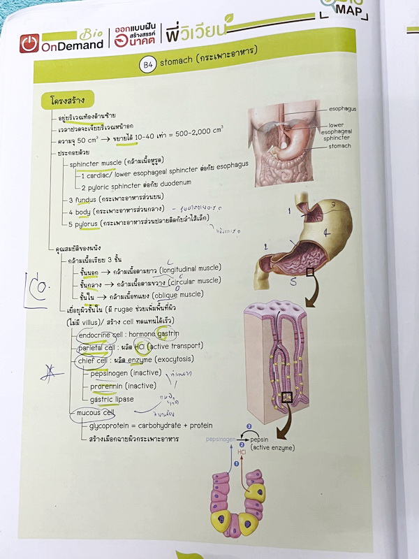 ►ชีววิทยา ม.ปลาย◄ หนังสือกวดวิชาออนดีมานด์ ชีววิทยาพี่วิเวียน TCAS ครบเซ็ท 6 เล่ม + ไฟล์โจทย์ข้อสอบปี 2565-2566 และเฉลยละเอียด - ในหนังสือมีสรุปเนื้อหาวิชาชีววิทยา ม.ปลายอย่างละเอียด เนื้อหาครอบคลุมตั้งแต่ระดับชั้น ม.4-5-6 เนื้อหาลึกถึงสอบเข้ามหาลัย หนังส