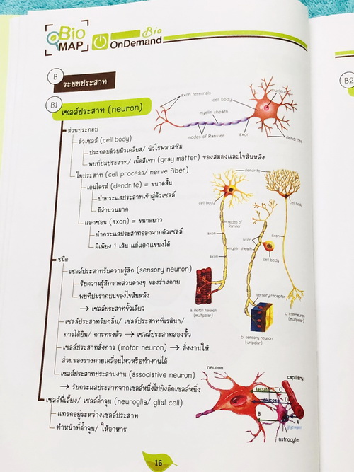 ►Bio Map Mini◄ ออนดีมานด์ พี่วิเวียน สรุปชีววิทยาฉบับพกพา มีสรุปเนื้อหาสำคัญ หนังสือพิมพ์สีทั้งเล่ม มีลำดับหัวข้อที่ชอบออกสอบบ่อยๆในข้อสอบ PAT2 มีเทคนิคลัดเยอะมาก หนังสือตีพิมพ์สมบูรณ์ทั้งเล่ม ในหนังสือมีเขียนเล็กน้อย