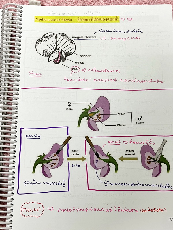 ►หมอพิชญ์ Biobeam◄ หนังสือเรียนชีววิทยา คอร์ส ICU ไอซียู ครบเซ็ท 8 เล่ม พร้อมไฟล์จดเนื้อหาครบทั้งเซ็ทแบบละเอียดมากครบทั้ง 8 เล่ม และไฟล์ชีทเสริม ในหนังสือเล่ม 1-3 มีจดบางหน้า จดละเอียด เล่ม 4-8 มีจดเล็กน้อย แบบฝึกหัดประจำบทมีจดเฉลยบางข้อ ส่วนข้อที่ไม่ได้จ