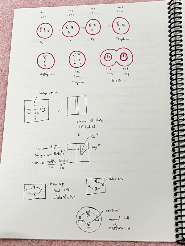 ►อ.หมูแดง◄ BIO 5120 หนังสือกวดวิชาชีววิทยา อ.หมูแดง ม.5 เทอม 2 หลักสูตรเตรียมอุดม จดครบเกือบทั้งเล่ม จดละเอียดมาก มีวาดภาพประกอบเนื้อหาหลายหน้า หนังสือพิมพ์สีสวยงาม หนังสือใส่ปกสันเกลียว เปิดอ่านง่าย
