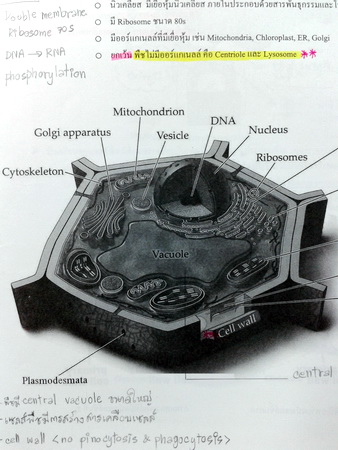 หนังสือไบโอบีม หมอพิชญ์ Biology of Plant (OPD)