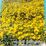 ►หมอพิชญ์ ไบโอบีม◄ หนังสือกวดวิชา ชีววิทยา ม.ต้น Fundamental Coma สรุปเนื้อหาของชีวะ ม.ต้นแบบกระชับสั้นๆทั้งหมดในเล่มเดียว เนื้อหายากลึกถึงเตรียมตัวสอบเข้า ม.4 โรงเรียนดัง จดครบเกือบทั้งเล่ม จดละเอียด มีวาดภาพประกอบเนื้อหาหลายหน้า หนังสือพิมพ์สีสวยงามเกือ