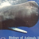 หนังสือ Biobeam ICU Course : Biology of Animals 1 (พร้อมเฉลย)
