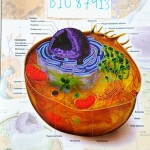 [ยูเรก้า] BIO 87913 อ.เอกฤทธิ์ ชีววิทยา ม.4 หลักสูตร A