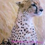 หนังสือกวดวิชา หมอพิชญ์ Bio Beam Entrance Series : Biochemistry & Cells Biology