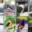 ►หมอพิชญ์ Biobeam◄ หนังสือกวดวิชาปี 2562 หนังสือเรียนชีววิทยา คอร์สไอซียู ครบเซ็ท 8 เล่ม ในหนังสือทั้งเซ็ทจดครบเกือบทั้งเล่ม จดละเอียดมาก จดด้วยดินสอและปากกาสีสันสวยงาม มีวาดรูปประกอบเนื้อหาหลายหน้า แบบฝึกหัดมีจดเฉลยบางข้อ ยกเว้นเล่ม 8 ระบบนิเวศ มีจดน้อย