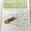 ►หนังสือเรียนชีวะ ม.ต้น◄ หนังสือกวดวิชาหมอพิชญ์ไบโอบีม Fundamental Biology ชีววิทยา ม.ต้น Biobeam สรุปเนื้อหาทุกบทในวิชาวิทยาศาสตร์ชีววิทยาระดับชั้นมัธยมศึกษาตอนต้น เนื้อหายากลึกถึงสอบเข้า ม.4 ร.ร.ดัง ในหนังสือมีจดบางหน้า หนังสือพิมพ์สีสวยงามทั้งเล่ม หนัง