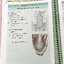 ►ออนดีมานด์◄ Bio Map ชีววิทยาพี่วิเวียน เล่ม 1+2 ครบเซ็ท สรุปเนื้อหาและสูตรสำคัญของวิชาชีววิทยา ม.ปลาย เนื้อหาพิมพ์สมบูรณ์ทั้งเล่ม พี่วิเวียนสรุปเนื้อหากระชับ บางหัวข้อสรุปเนื้อหาเป็น Mind Mapping ทำให้อ่านเข้าใจง่าย หนังสือพิมพ์สีทั้งเล่มน่าอ่าน ในหนังสื