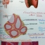หนังสือ Biobeam : Basic Biology (OPD) Human Body Part 2