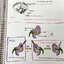 ►หมอพิชญ์ Biobeam◄ หนังสือเรียนชีววิทยา คอร์ส ICU ไอซียู ครบเซ็ท 8 เล่ม พร้อมไฟล์จดเนื้อหาครบทั้งเซ็ทแบบละเอียดมากครบทั้ง 8 เล่ม และไฟล์ชีทเสริม ในหนังสือเล่ม 1-3 มีจดบางหน้า จดละเอียด เล่ม 4-8 มีจดเล็กน้อย แบบฝึกหัดประจำบทมีจดเฉลยบางข้อ ส่วนข้อที่ไม่ได้จ
